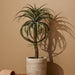 NSIMG-SHA256:49c978ac1bf50b30a8c6ba5136d8ad5409bb0d52cb3ab87ab6c59b7221a7718e · Isalbi Rogue Aloe Tree Green