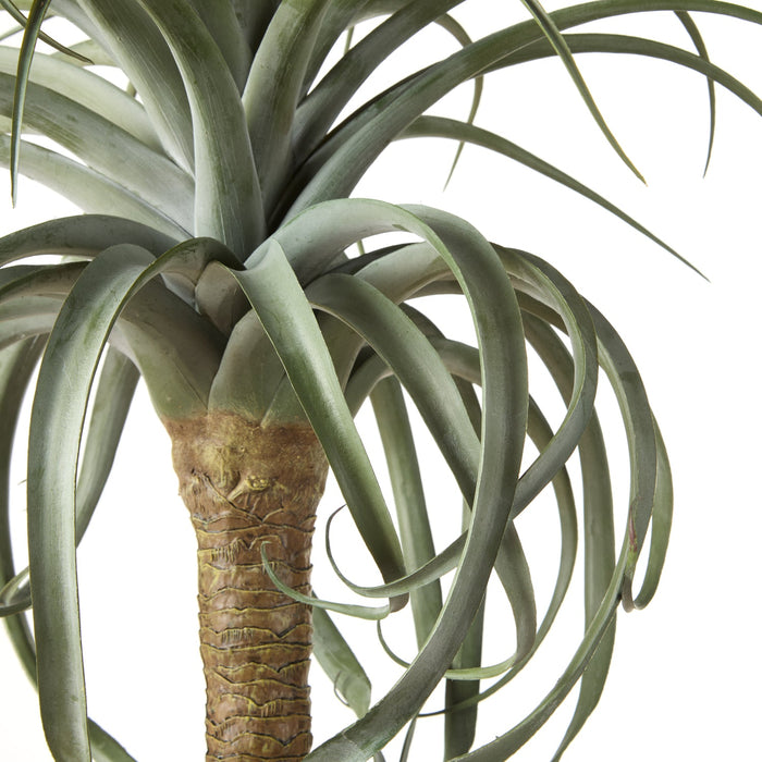NSIMG-SHA256:3b63d81e20080c67930e05ba4810d33f50d8d3ad598f02e89fc3e809ec268f17 · Isalbi Rogue Aloe Tree Green