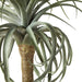 NSIMG-SHA256:3b63d81e20080c67930e05ba4810d33f50d8d3ad598f02e89fc3e809ec268f17 · Isalbi Rogue Aloe Tree Green