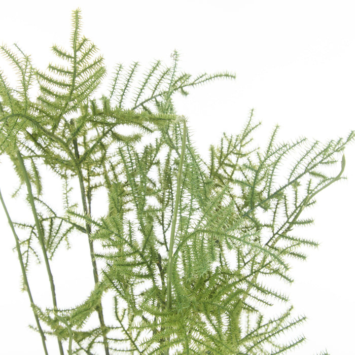 NSIMG-SHA256:0dd1f42022126ee55b1705911ef8931577785129fe9f2d608861ecbe094c9544 · Isalbi Rogue Asparagus Fern Pot Green