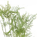 NSIMG-SHA256:0dd1f42022126ee55b1705911ef8931577785129fe9f2d608861ecbe094c9544 · Isalbi Rogue Asparagus Fern Pot Green