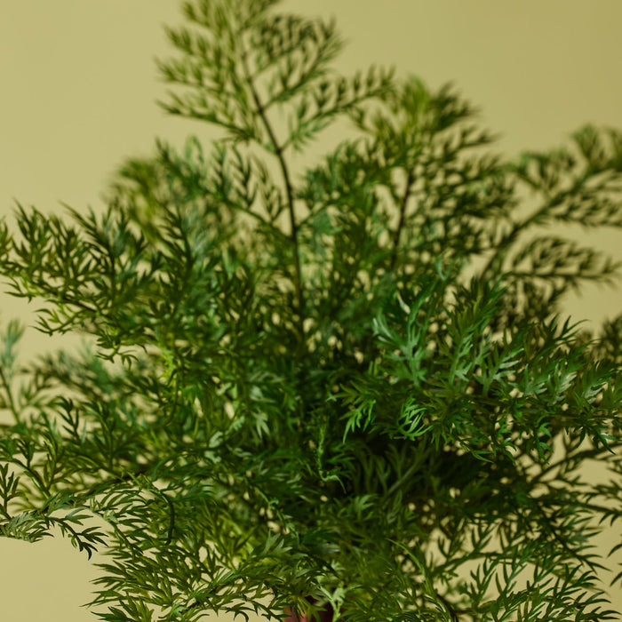 NSIMG-SHA256:1e16ecfd1de0ee6f81b378606193b8838a5ef59a5bde2a00f1ce421422518749 · Isalbi Rogue Radish Fern Bush Green