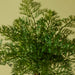 NSIMG-SHA256:1e16ecfd1de0ee6f81b378606193b8838a5ef59a5bde2a00f1ce421422518749 · Isalbi Rogue Radish Fern Bush Green