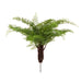 NSIMG-SHA256:ab533ac7de406f84888a50b39791b07889764881b5b4eea5267ba674c934e8ee · Isalbi Rogue Radish Fern Bush Green