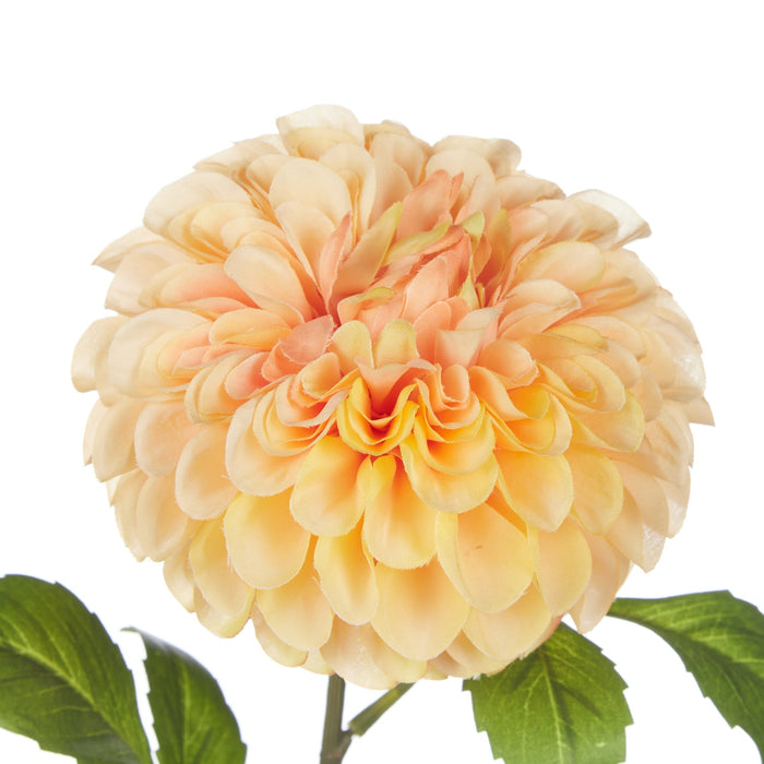 NSIMG-SHA256:886ef3c536cdaa491cccdf86f11e87d9aba8549d413cd8af1bec57268a2583d5 · Isalbi Rogue Chrysanthemum Stem Orange