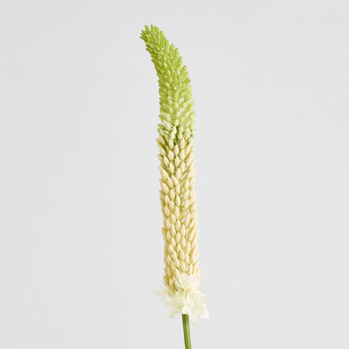 Fox Tail Stem 84cm Cream Green 6 pcs