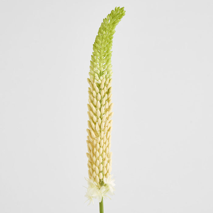 Fox Tail Stem 84cm Cream Green 6 pcs