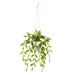 NSIMG-SHA256:f07be57234bdaf56ec306ba2e5e406c3002a0daf721c1d63b57be8f193ce4b04 · Isalbi Rogue Lush Leaf Hanging Pot Green