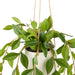 NSIMG-SHA256:63e60fcfc8afbfdec189e2564e8a57ead3283495c151f703f813cca4ff0d4ed0 · Isalbi Rogue Lush Leaf Hanging Pot Green
