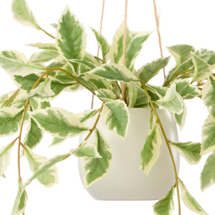 NSIMG-SHA256:8ba33428762fc814367bb2bd66638f7f2d657973efe96da648f9928017900ff2 · Isalbi Rogue Ficus Hanging Pot White & Green