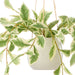 NSIMG-SHA256:8ba33428762fc814367bb2bd66638f7f2d657973efe96da648f9928017900ff2 · Isalbi Rogue Ficus Hanging Pot White & Green