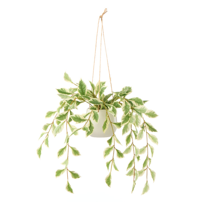 NSIMG-SHA256:75e97e1d8fd0fc275de3296431a6a5b8b2aa070a40188a777c157aa2341786e3 · Isalbi Rogue Ficus Hanging Pot White & Green