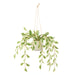 NSIMG-SHA256:75e97e1d8fd0fc275de3296431a6a5b8b2aa070a40188a777c157aa2341786e3 · Isalbi Rogue Ficus Hanging Pot White & Green