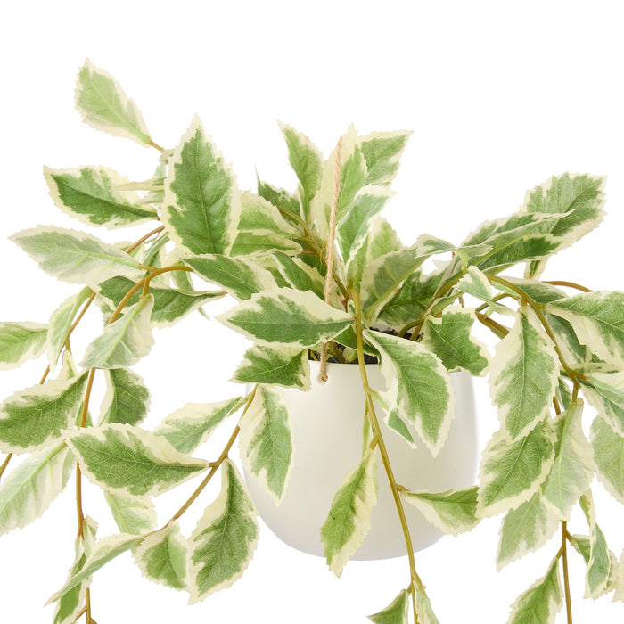 NSIMG-SHA256:fc1df47c16c6e6b8a0b428453c0f3369a966e36d2d9de2c743857b90876cbe7d · Isalbi Rogue Ficus Hanging Pot White & Green