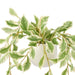 NSIMG-SHA256:fc1df47c16c6e6b8a0b428453c0f3369a966e36d2d9de2c743857b90876cbe7d · Isalbi Rogue Ficus Hanging Pot White & Green