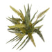 NSIMG-SHA256:b6f7be1321ced3ae648669aa90dd993f518630eef694a2c105ae9de8a22dd834 · Isalbi Rogue Boston Fern Pot Green