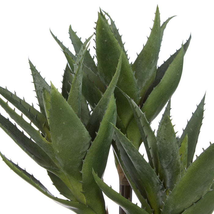 NSIMG-SHA256:a45b229105363e08342280bf522f71f1c5cb8d93fa0407fcd2956f48955e7a37 · Isalbi Rogue Aloe 3 Heads Pot Green