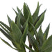 NSIMG-SHA256:a45b229105363e08342280bf522f71f1c5cb8d93fa0407fcd2956f48955e7a37 · Isalbi Rogue Aloe 3 Heads Pot Green