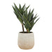 NSIMG-SHA256:2edce3457b01e1e6f132594a3c9ba1ad4ad1ca6b2dbf2f19b9c7dd0c2a98741b · Isalbi Rogue Aloe 3 Heads Pot Green