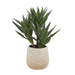NSIMG-SHA256:8568e84c6279a59d40c5ec9a614629bf2da4fd63dbb1d97039137312364866ed · Isalbi Rogue Aloe 3 Heads Pot Green