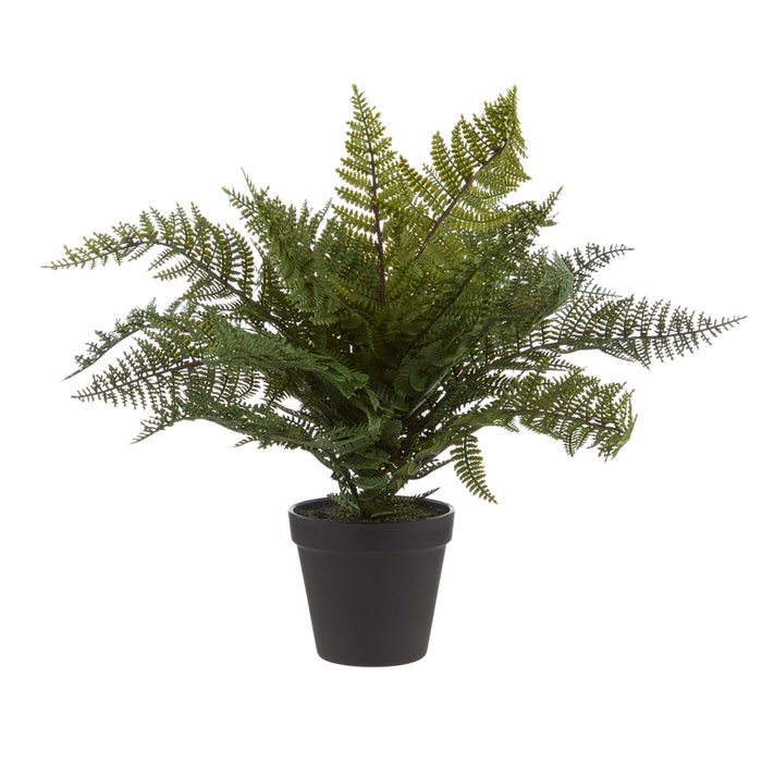 NSIMG-SHA256:99ce3283d03286ecb432e751508190c1bc6a3a8d169a7d2ca8360bad970aa654 · Isalbi Rogue Leatherleaf Fern Green