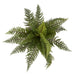 NSIMG-SHA256:abc0884af4440deb1516bb755d6ac77f826316318e03bab9063901fc9f443e62 · Isalbi Rogue Leatherleaf Fern Green