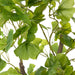 NSIMG-SHA256:3ab7d9d29c8056dcf1f50dd9741853f714ddcd8528a09e2b1339feda7da6ff47 · Isalbi Rogue Ginkgo Tree Green