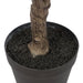 NSIMG-SHA256:0ba118e123166aa1029ce568916625f787bdcb0efdcbe07045704fcdb20986c5 · Isalbi Rogue Ginkgo Tree Green