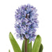 NSIMG-SHA256:564934615dcea47fb7b10688ed73e34025ab262b02de26fd94f653e340fa48fa · Isalbi Rogue Hyacinth with Leaves Stem Purple