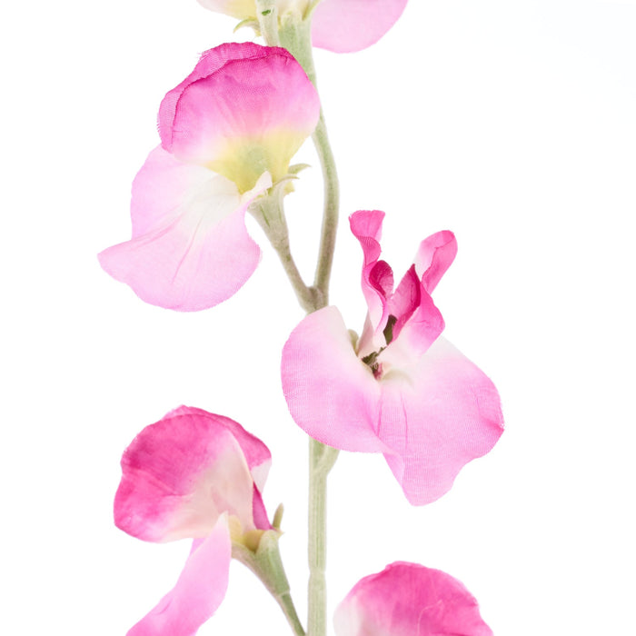NSIMG-SHA256:1004cd7ccdca32266fcd642e80fb67345e4b7ccbec70280694770586f064acfa · Isalbi Rogue Sweet Pea Spray Purple