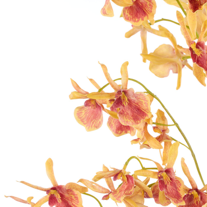 NSIMG-SHA256:dfc8da719edc4bb3eba7c8dfd59a20ccfe089920a6c23ee4cc73e5436a61580c · Isalbi Rogue Dendrobium Orchid Stem Orange