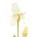 NSIMG-SHA256:fc2bd633f0a9dc1c66eb96b66d379b9c7670cb1f768a1f4fcf7acfeb6c8eb57f · Isalbi Rogue Bearded Iris White