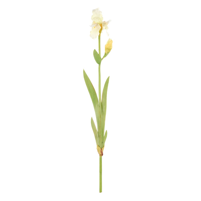 NSIMG-SHA256:09e182ca3982da8708f055a3799a2a5f6ce414d484047e187e583eef3180dbf7 · Isalbi Rogue Bearded Iris White