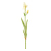 NSIMG-SHA256:09e182ca3982da8708f055a3799a2a5f6ce414d484047e187e583eef3180dbf7 · Isalbi Rogue Bearded Iris White