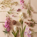 NSIMG-SHA256:6c40b0ee26c807a2eb2832fcf68944c0bf919fdb0a137e252f5b5fa060c9d3d0 · Isalbi Rogue Bearded Iris White