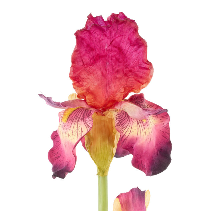 NSIMG-SHA256:0718e3b5aceaca27efec6c5ef1f08506140e88dda2f8afff5845d82030d116ca · Isalbi Rogue Bearded Iris Burgundy
