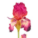 NSIMG-SHA256:0718e3b5aceaca27efec6c5ef1f08506140e88dda2f8afff5845d82030d116ca · Isalbi Rogue Bearded Iris Burgundy