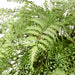 NSIMG-SHA256:154ded5f2b5735d3c2680757a5133690f4cc0054fd8264d44ca4fbdd988e8b04 · Isalbi Rogue Gardening Hanging Green
