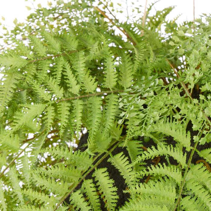 NSIMG-SHA256:a8b3d2eafc61473d749ed8ed6edef65516e85388da5f0dc708b9d0029cb7c518 · Isalbi Rogue Gardening Hanging Green