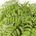 NSIMG-SHA256:a8b3d2eafc61473d749ed8ed6edef65516e85388da5f0dc708b9d0029cb7c518 · Isalbi Rogue Gardening Hanging Green