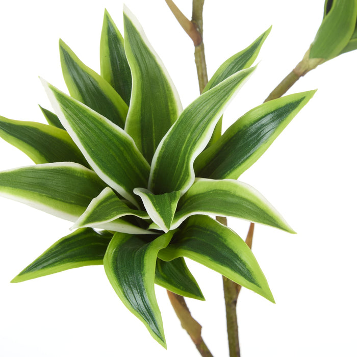NSIMG-SHA256:598df2e8f8f6a2c7030fa3415716db8937d74c2a953eedc90fc7ec2f2aa38634 · Isalbi Rogue Tradescantia Spray Green