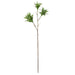 NSIMG-SHA256:76f67954362edb215ba04f33762d32c5b2db21dd4c439b2854d4ecd64ee3af5e · Isalbi Rogue Tradescantia Spray Green