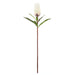 NSIMG-SHA256:9c0c220be4eda6bfc540b3ec4b2177498a3323c5a127a78f13ed82ef6330d7a8 · Isalbi Rogue Protea Stem White