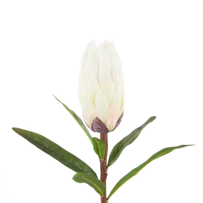 NSIMG-SHA256:0c99a89c74d6c7df260942a5b2b586eb88fceb2e560393c877cf9afa451cfff9 · Isalbi Rogue Protea Stem White