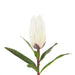 NSIMG-SHA256:0c99a89c74d6c7df260942a5b2b586eb88fceb2e560393c877cf9afa451cfff9 · Isalbi Rogue Protea Stem White