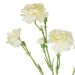 NSIMG-SHA256:dd808206d6d02d06c316d9b15a6e5879c96657bc6c17ee47f3556caa3c7bb08c · Isalbi Rogue Carnation Spray Ivory