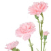 NSIMG-SHA256:e3d0fbea224e31f2afedad1c0ab8d8f6d503887c6baab3e7e2979d805d034ac8 · Isalbi Rogue Carnation Spray Light Pink