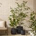 NSIMG-SHA256:fb974bf10aad1d299e314ee3ab489302a76bdfb28910da39e2e48a57826ed10d · Isalbi Rogue Otto Planter 3pcs Set Black