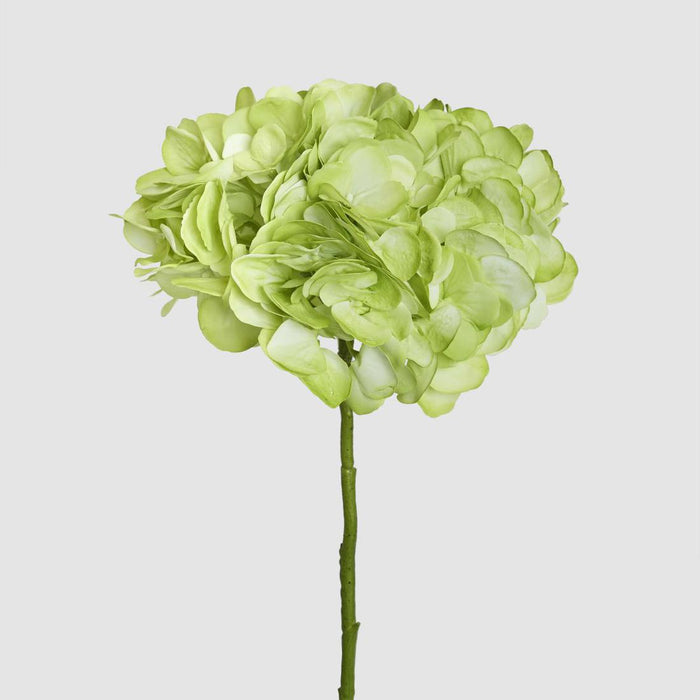 Hydrangea Soft Touch Stem 75cm Green