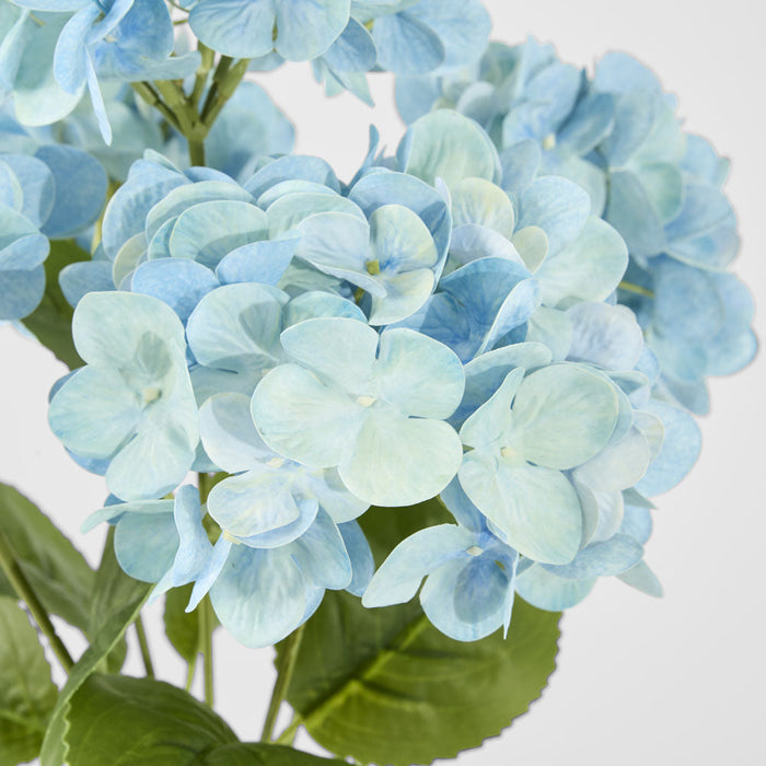 Hydrangea Fresh Touch Bunch Blue
